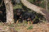 JAGDTERRIER ALLEMAND 083
